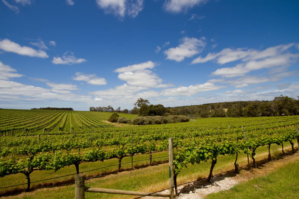 View of a vineyard in the Margaret River Region, WA, Australia